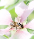 Bee full of pollen on a malva flower Royalty Free Stock Photo