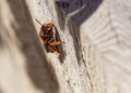 Bee full of pollen resting on concrete wall Royalty Free Stock Photo