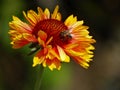 Bee on gaillardia flower Royalty Free Stock Photo