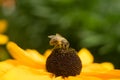 Bee in my garden feeding on a flower Royalty Free Stock Photo