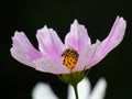 Bee in Garden Cosmos Cosmos Bipinnatus Flower Royalty Free Stock Photo