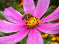 Bee on Garden Cosmos Flower Cosmos Bipinnatus Royalty Free Stock Photo