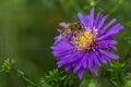 Bee on a garden flower Royalty Free Stock Photo