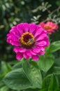 Bee on a garden flower. Royalty Free Stock Photo