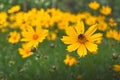 Bee garden flower field yellow tickseed plant Royalty Free Stock Photo