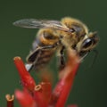 Bee in my garden feeding on a flower. Royalty Free Stock Photo