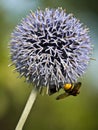 Bee-garden leek