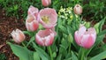 Bee gather nectar from tulips