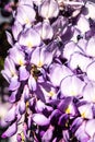 Bee gathering flowers from wisteria. The exuberant flowering of wisteria, full of pollen, is a real treasure for the foragers Royalty Free Stock Photo