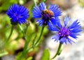 Bee gathering honey on blue flower