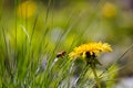 A bee gathering honey. Dandelion flower with a bee. Royalty Free Stock Photo