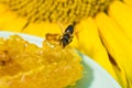 Bee gathering honey and nectar