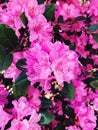 A bee gathering honey from rhododendrons flowers