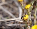 Bee gathering honey