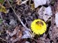 Bee gathering honey