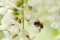 Bee gathering nectar on a robinia flower