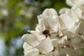 Bee gathering nectar on a robinia flower