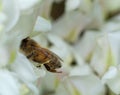 bee gathering nectar on white acacia flower Royalty Free Stock Photo