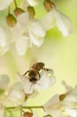 Bee gathering nectar on white acacia flower Royalty Free Stock Photo