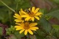 Bee Gathering Nectar from a Yellow Ox Eye Sunflower