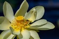 A Bee Gathering Pollen in a Beautiful American Yellow Lotus Flower and Lily Pads on Water. Royalty Free Stock Photo