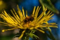 Bee gathering the pollen on the blossoming Inula