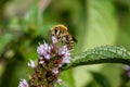 Bee Gathering Pollen On A Mint Flower Royalty Free Stock Photo