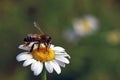 Bee gathering pollen and nectar on daisy