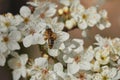 Good job, excellent business - bee gathering pollen and nectar on plum`s white flower