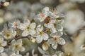 Good job, excellent business - bee gathering pollen and nectar on plum`s white flower