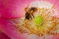 Bee Gathering Pollen From A Pink And White Poppy Flower Royalty Free Stock Photo