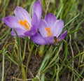 Bee on crocus flower Royalty Free Stock Photo