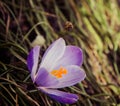 Bee over crocus flower Royalty Free Stock Photo