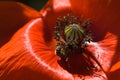 Bee gathering pollen from red poppy flower