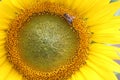 Bee Gathering Pollen from Flower