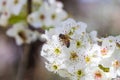 Bee gathering pollen from a white cherry blossom Royalty Free Stock Photo