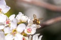 Bee gathering pollen from a white cherry blossom Royalty Free Stock Photo