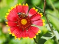 Bee gathers blossom pollen from gaillardia flower Royalty Free Stock Photo