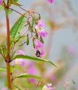 Bee feeding on orchid
