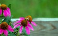 A bee gathers pollen in Missouri