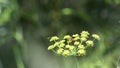 bee gets up close to a fennel flower in a garden in the south of France.