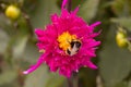 A bee getting necter in the park Royalty Free Stock Photo