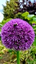 Bee on a Giant Allium flower Royalty Free Stock Photo