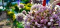 Bee on Giant Allium Flower Royalty Free Stock Photo