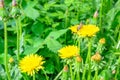 The bee. Glade of fresh meadow dandelions on a sunny spring day. Flowering dandelions. Dandelion plant with a fluffy bud Royalty Free Stock Photo