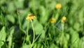 The bee. Glade of fresh meadow dandelions on a sunny spring day. Flowering dandelions. Excellent background for the expression of Royalty Free Stock Photo