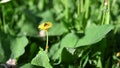 The bee. Glade of fresh meadow dandelions on a sunny spring day. Flowering dandelions. Excellent background for the expression of Royalty Free Stock Photo