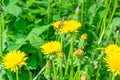 The bee. Glade of fresh meadow dandelions on a sunny spring day. Flowering dandelions. Excellent background for the Royalty Free Stock Photo