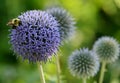 A bee on a Globe Thistle Taplow Blue flower Royalty Free Stock Photo