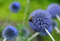 A bee on a Globe Thistle `Taplow Blue` flower Royalty Free Stock Photo